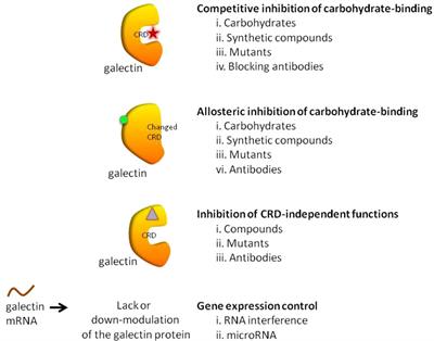 Frontiers | Inhibition of galectins in cancer: Biological 